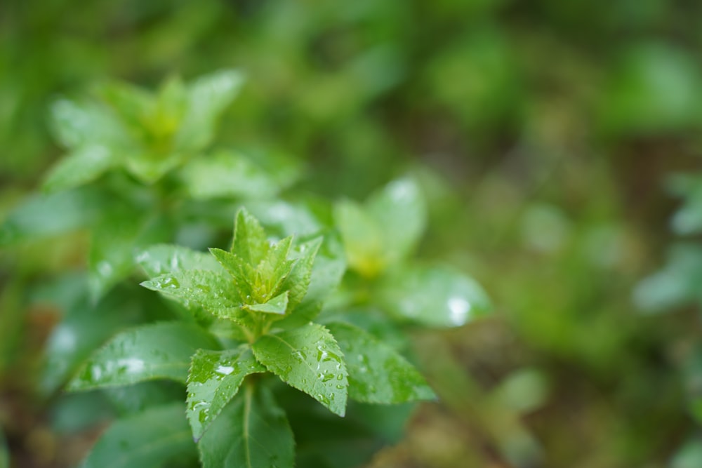 水滴が付着した緑の植物の接写