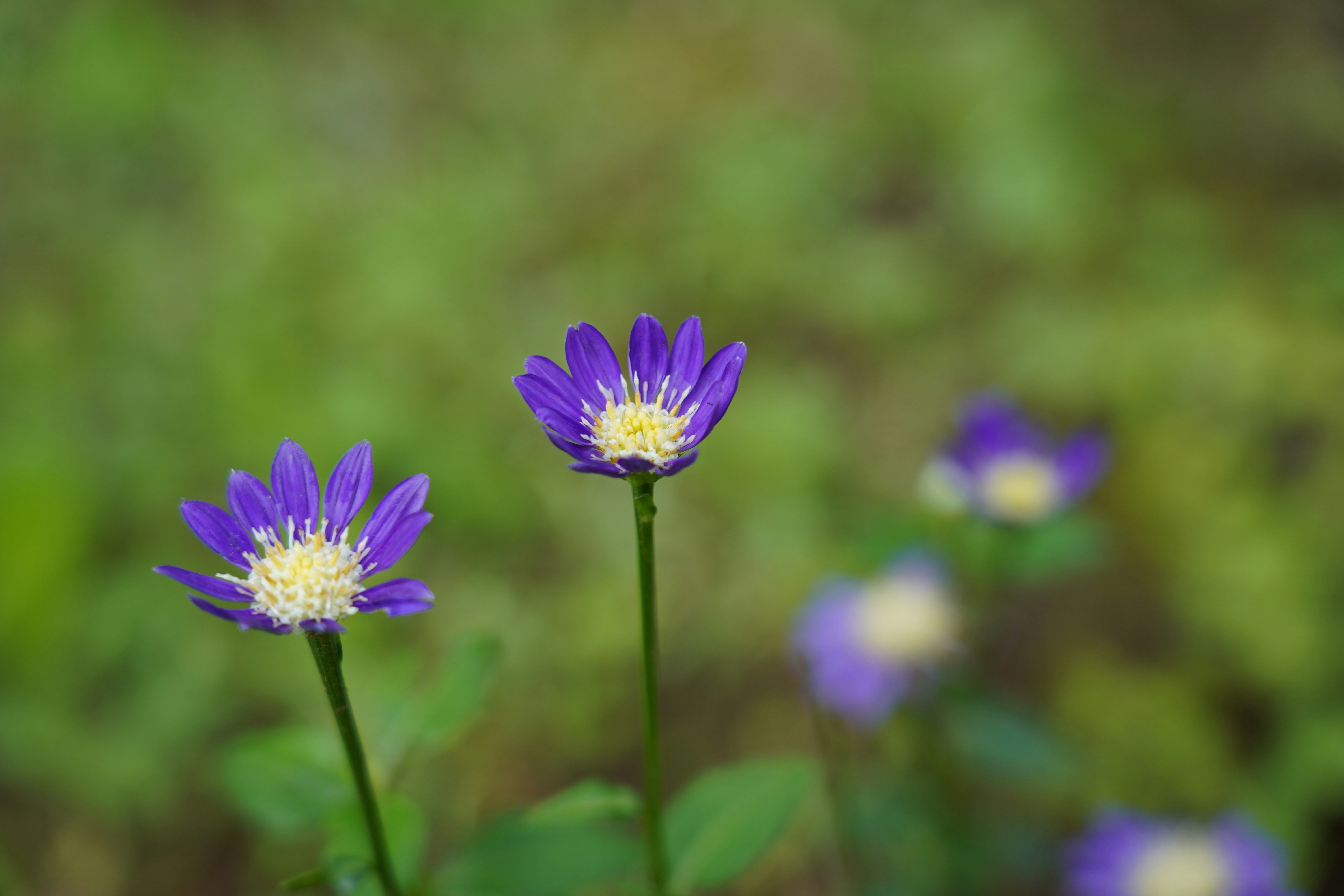 eine Gruppe violetter Blumen, die auf einem üppig grünen Feld sitzen
