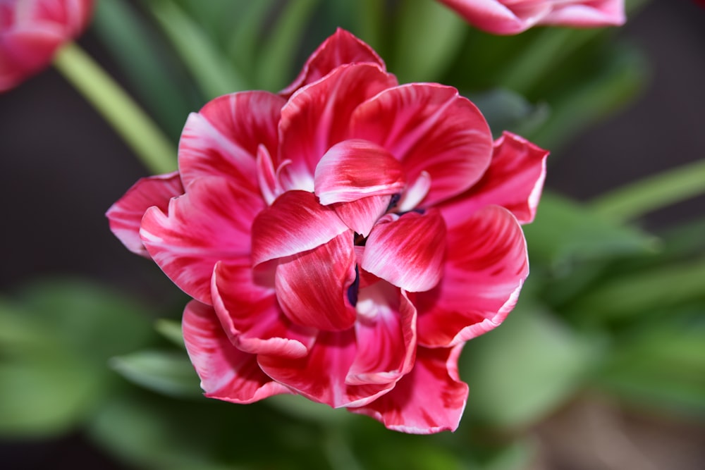 a close up of a red and white flower