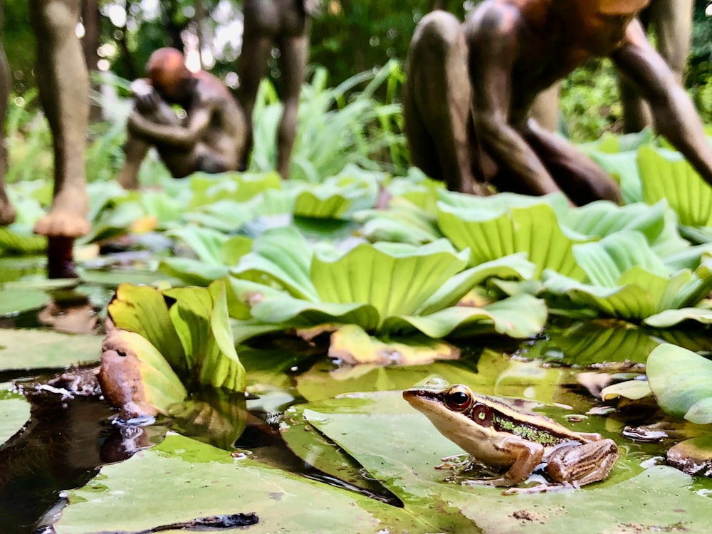 a frog sitting on top of a lily covered pond