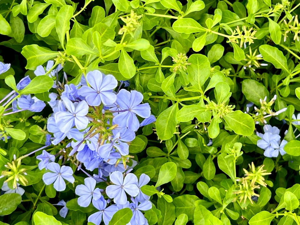 ein Strauß blauer Blumen, die im Gras liegen