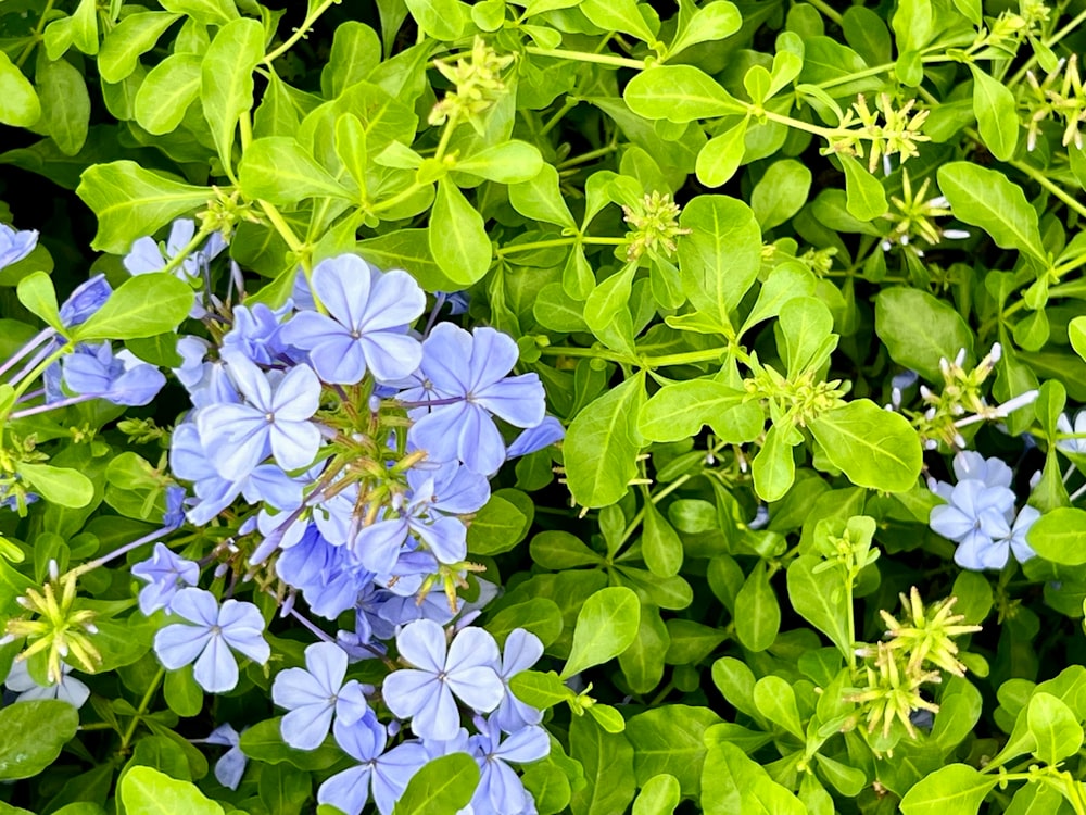 a bunch of blue flowers that are in the grass