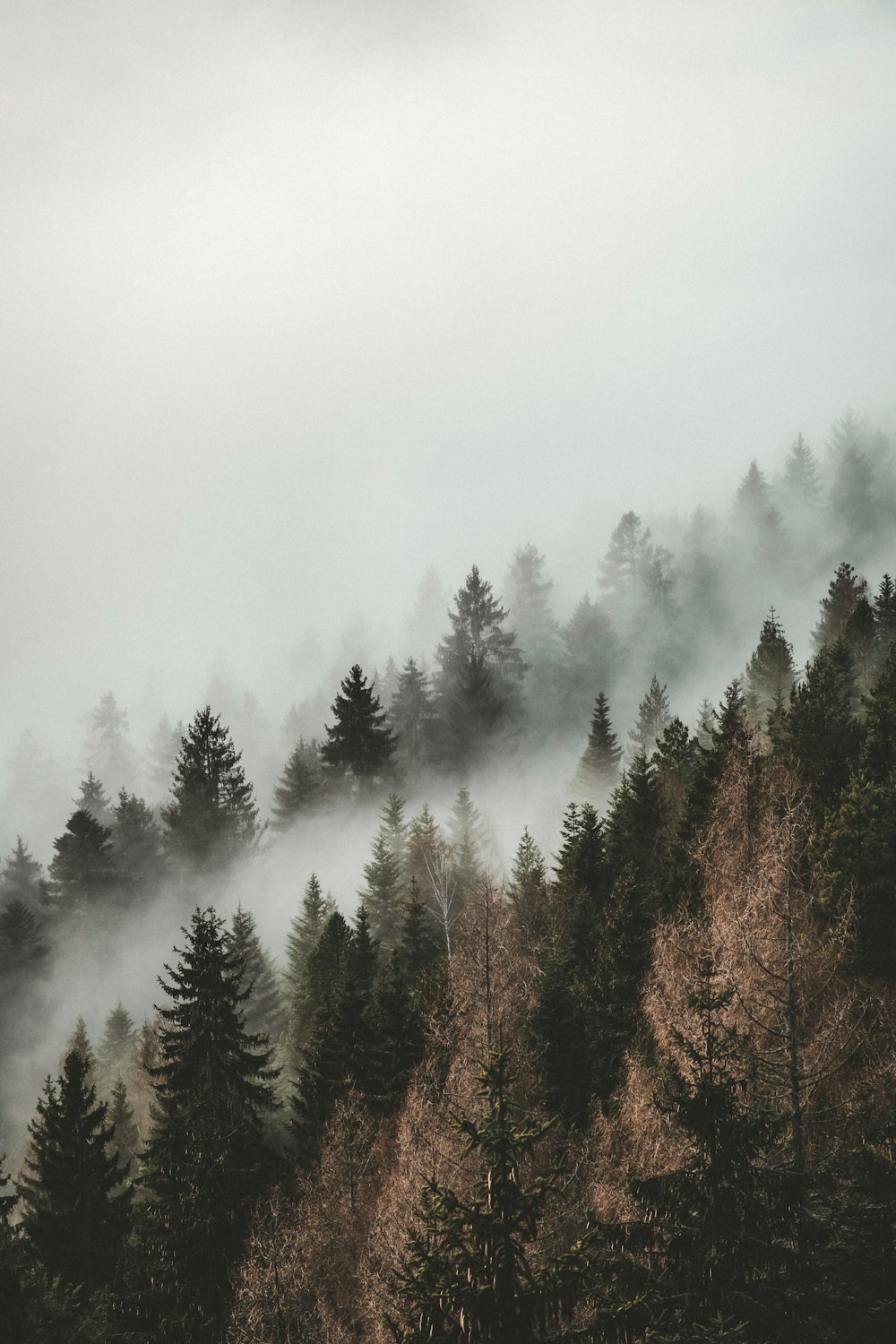 a forest filled with lots of trees covered in fog