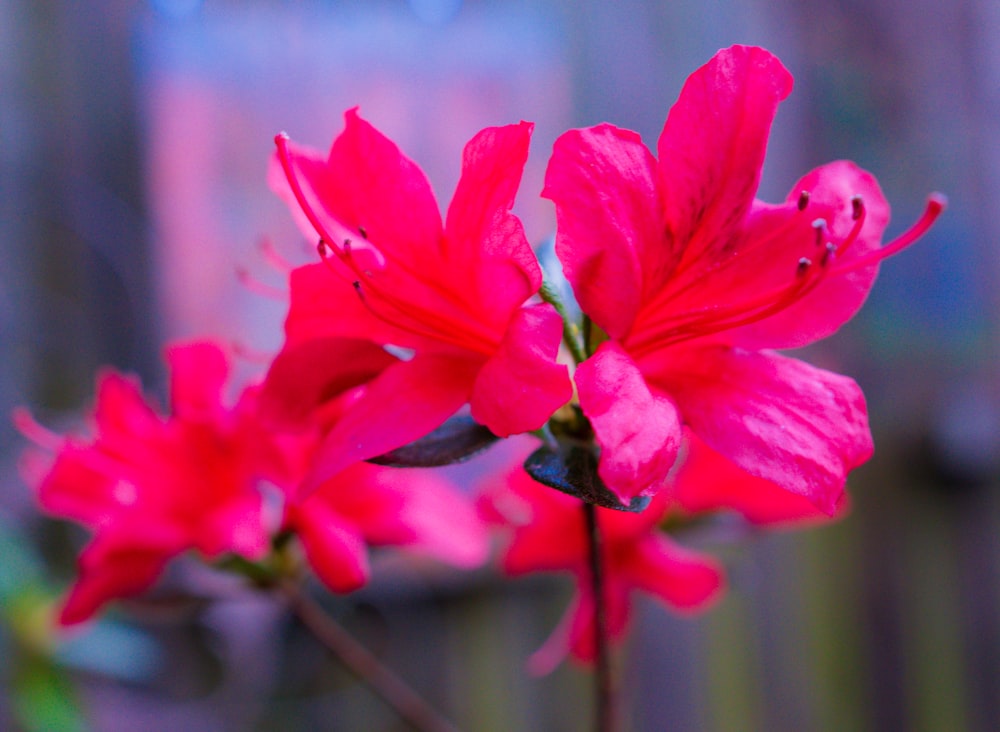 a close up of a pink flower with a blurry background