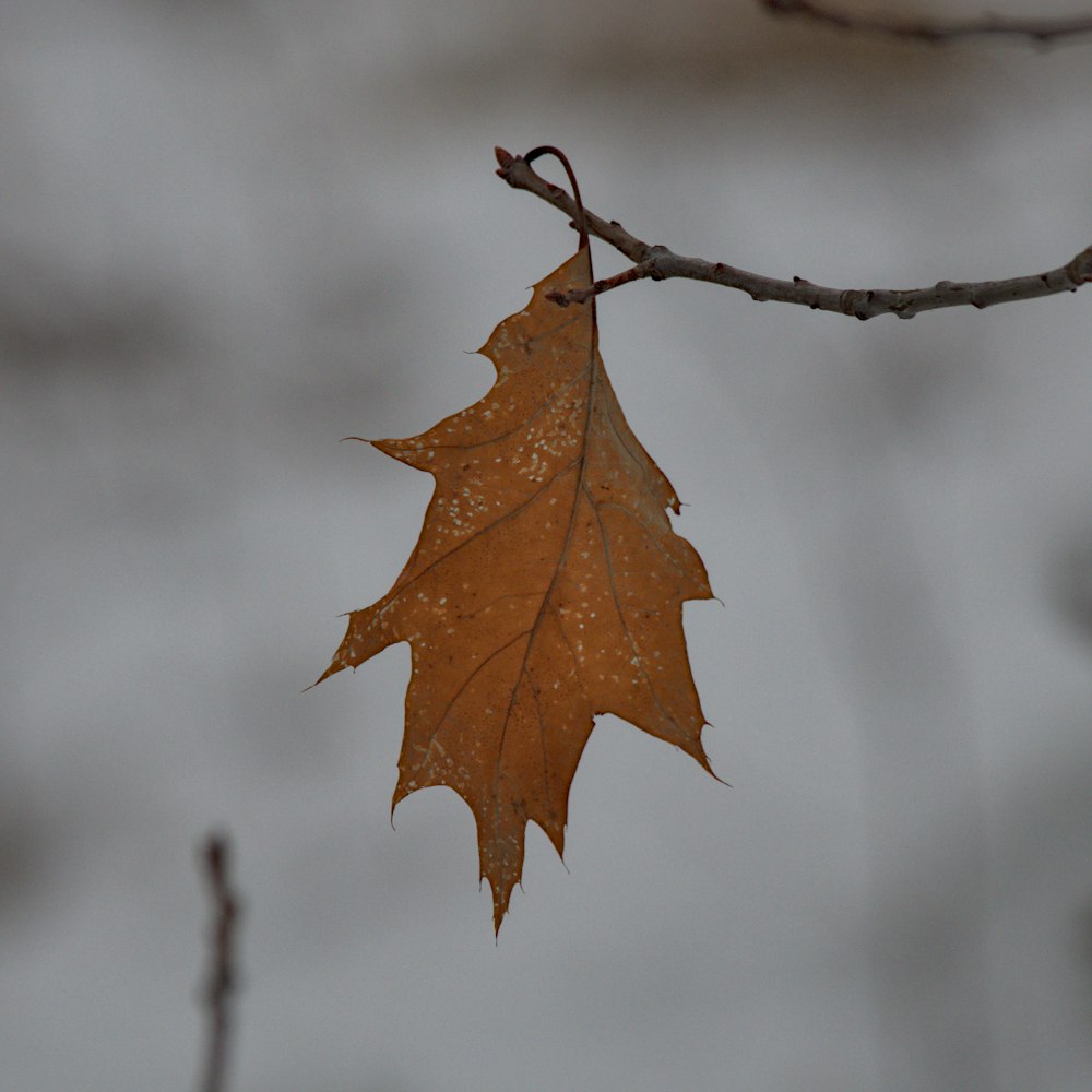 a single leaf hanging from a tree branch