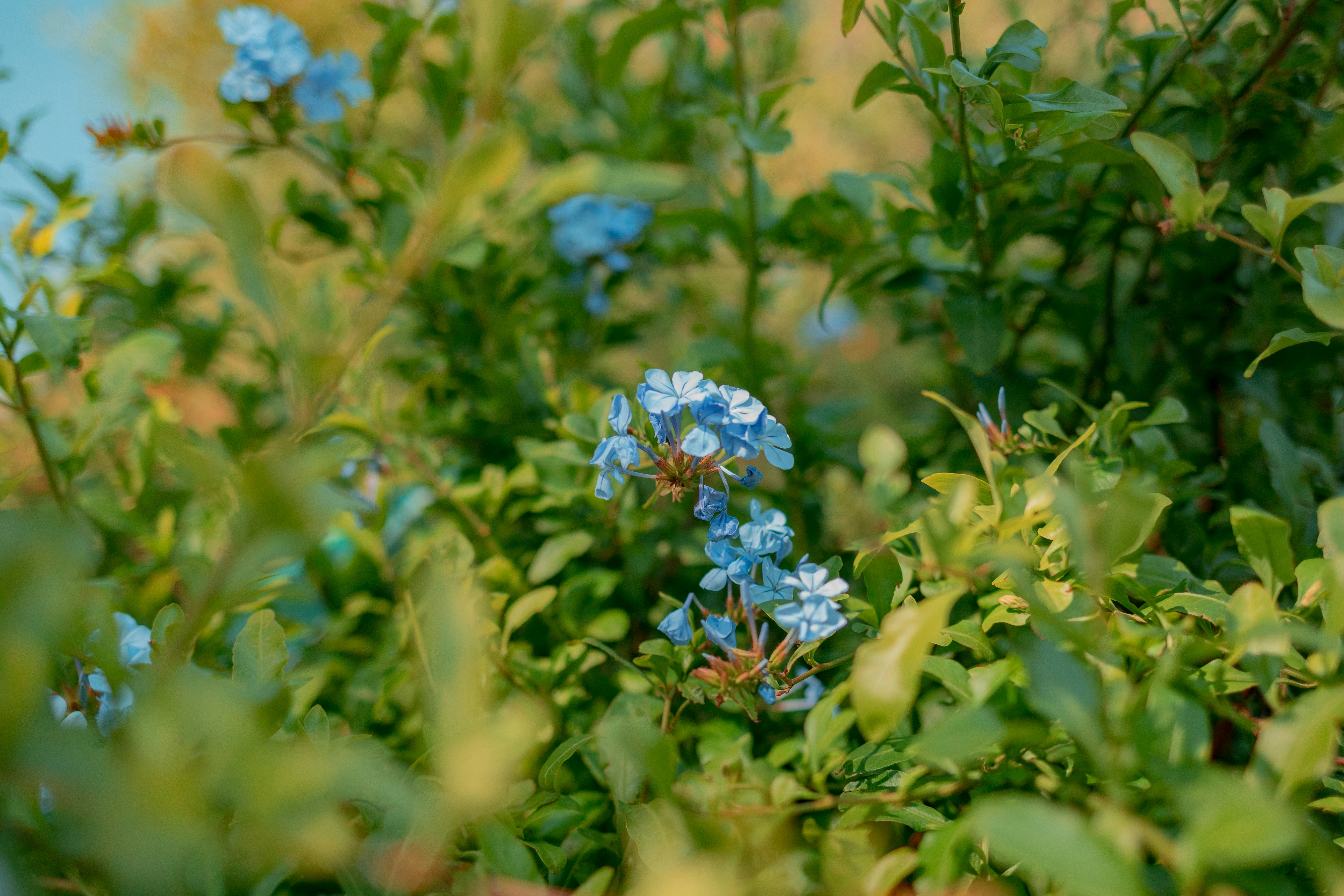 Photo by maureeneijpe