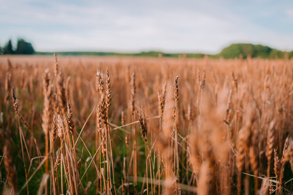 a field full of tall brown grass under a blue sky