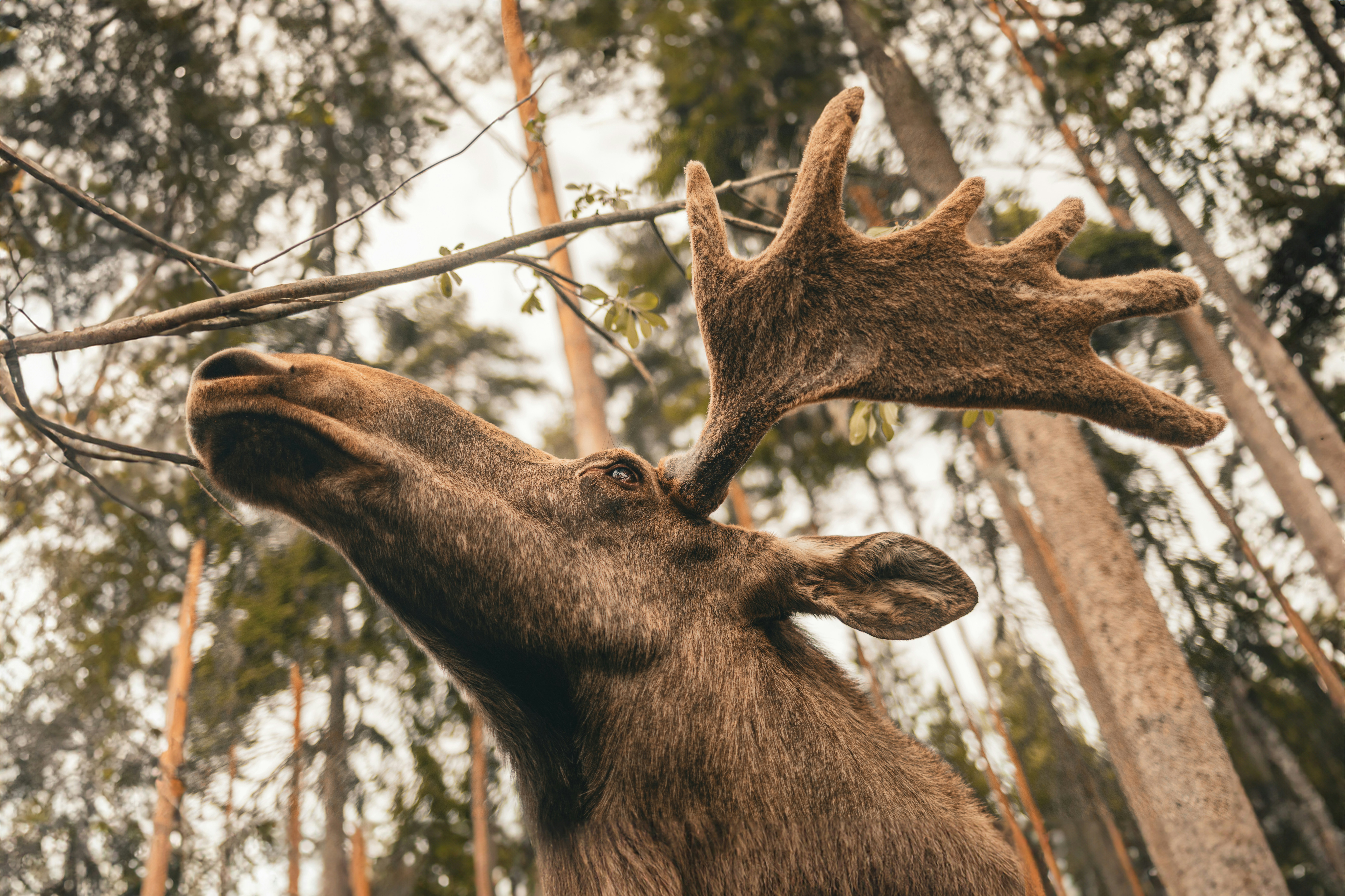 a close up of a deer's head and antlers