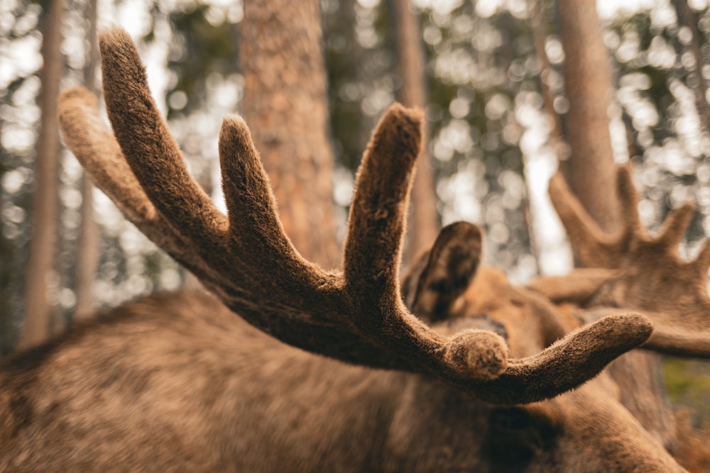 a close up of a moose's antlers in a forest