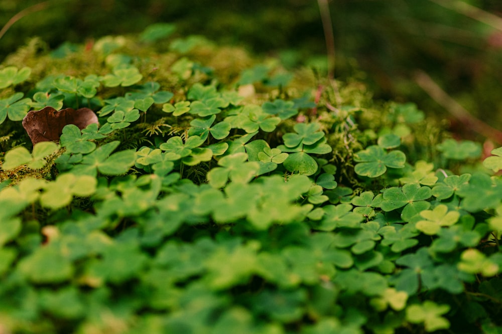 a close up of a patch of grass with clovers