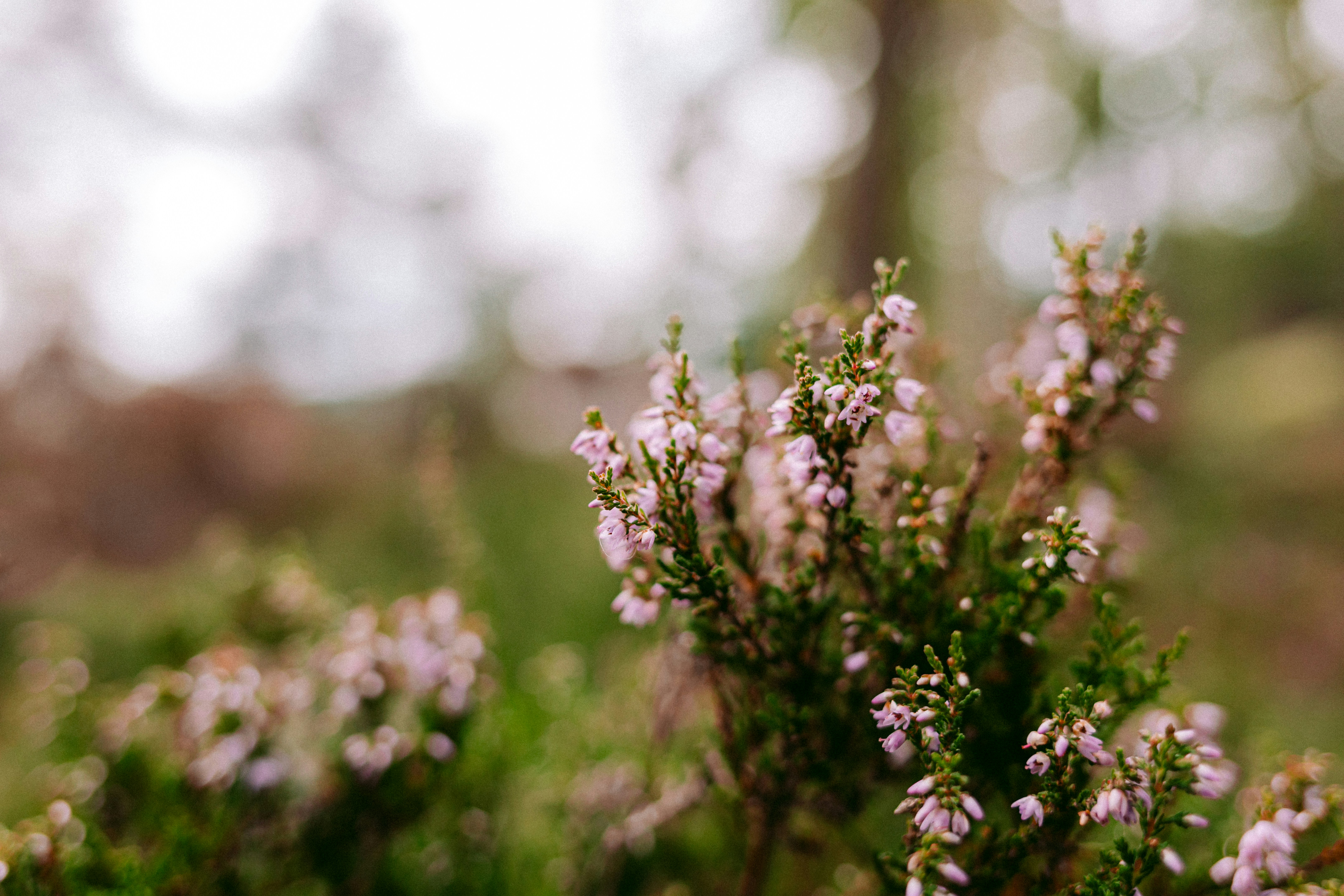 Photo by maureeneijpe