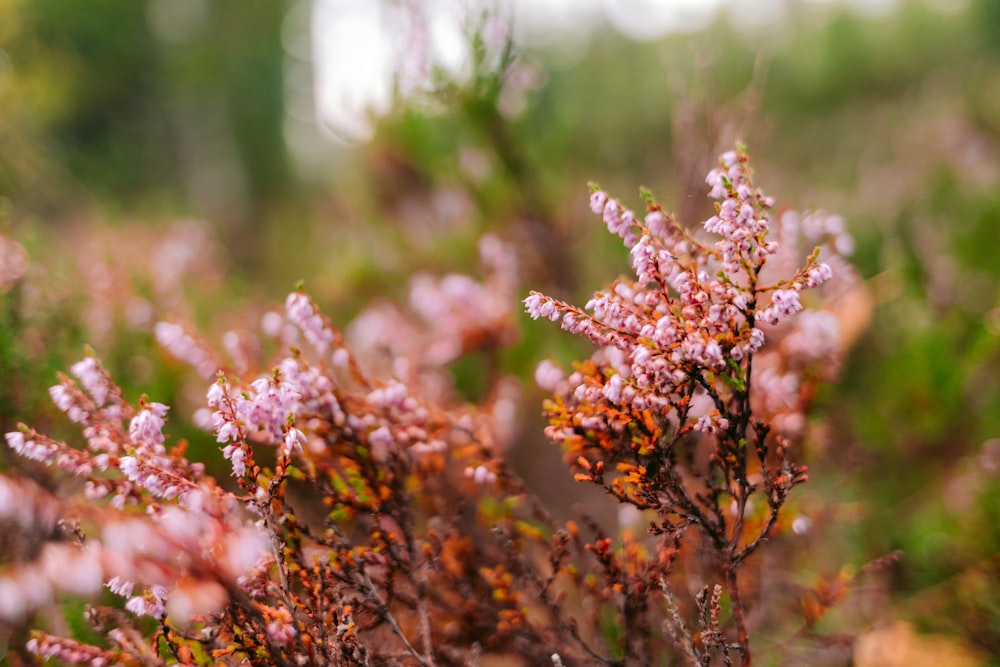 a close up of a plant with pink flowers