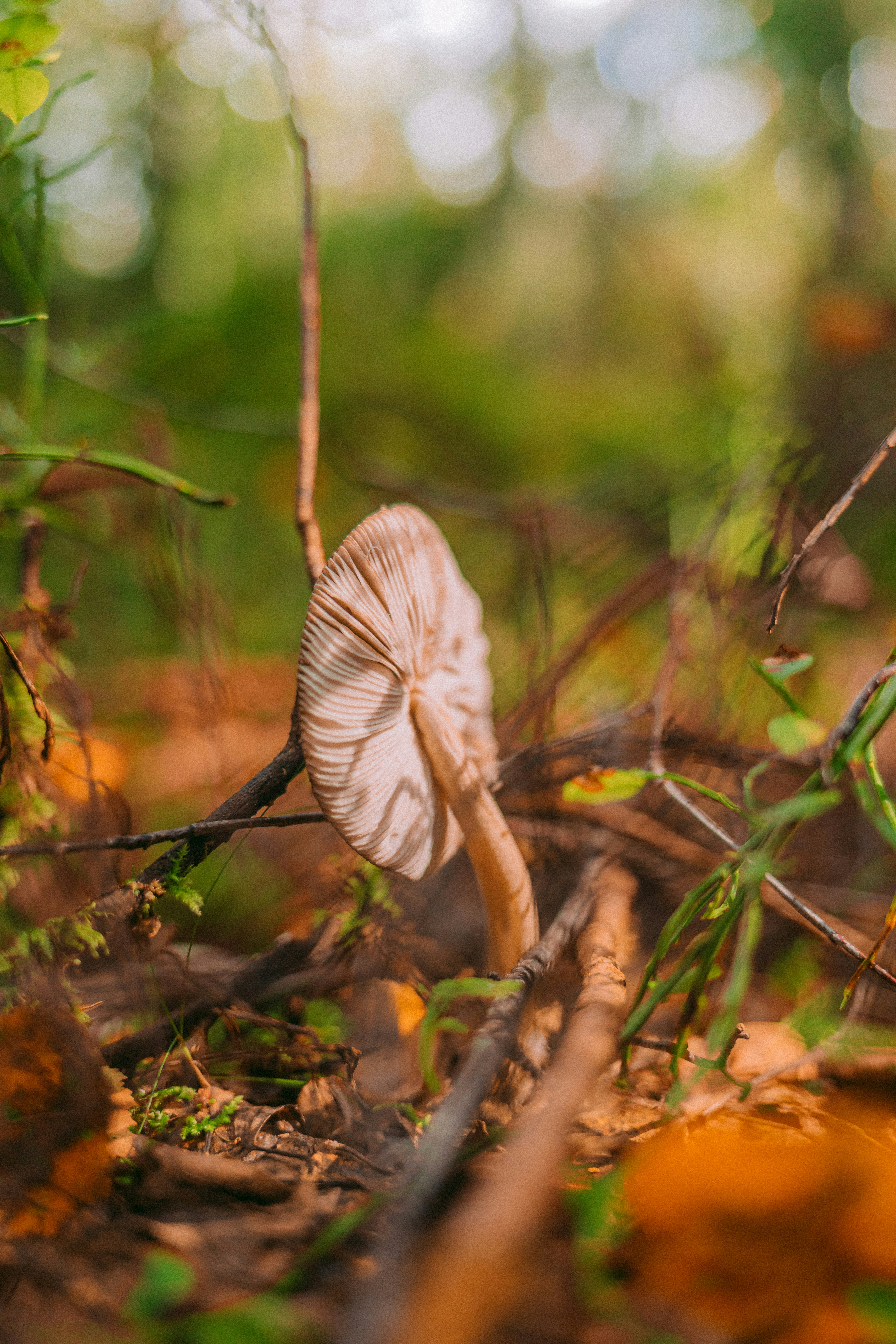 Photo by maureeneijpe
