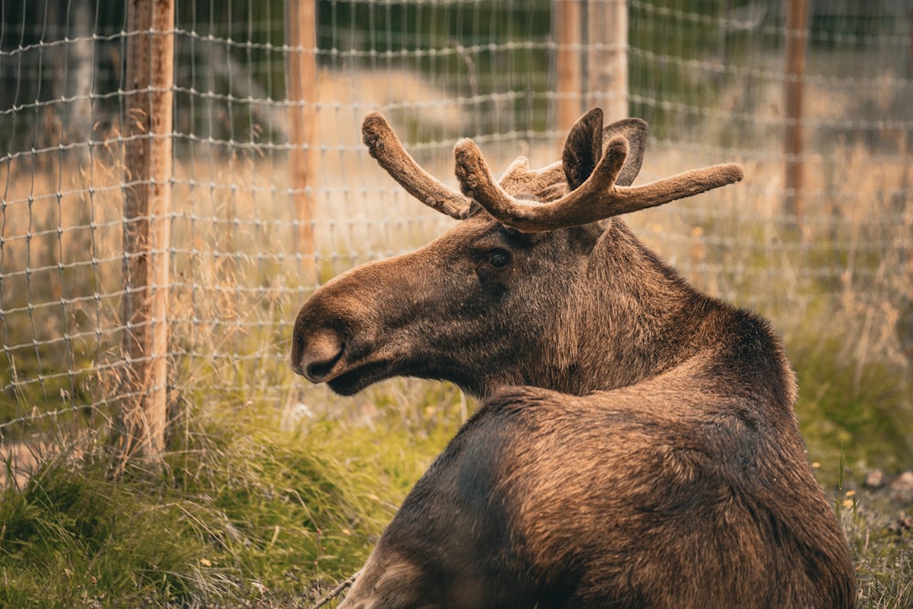 a moose is sitting in the grass by a fence