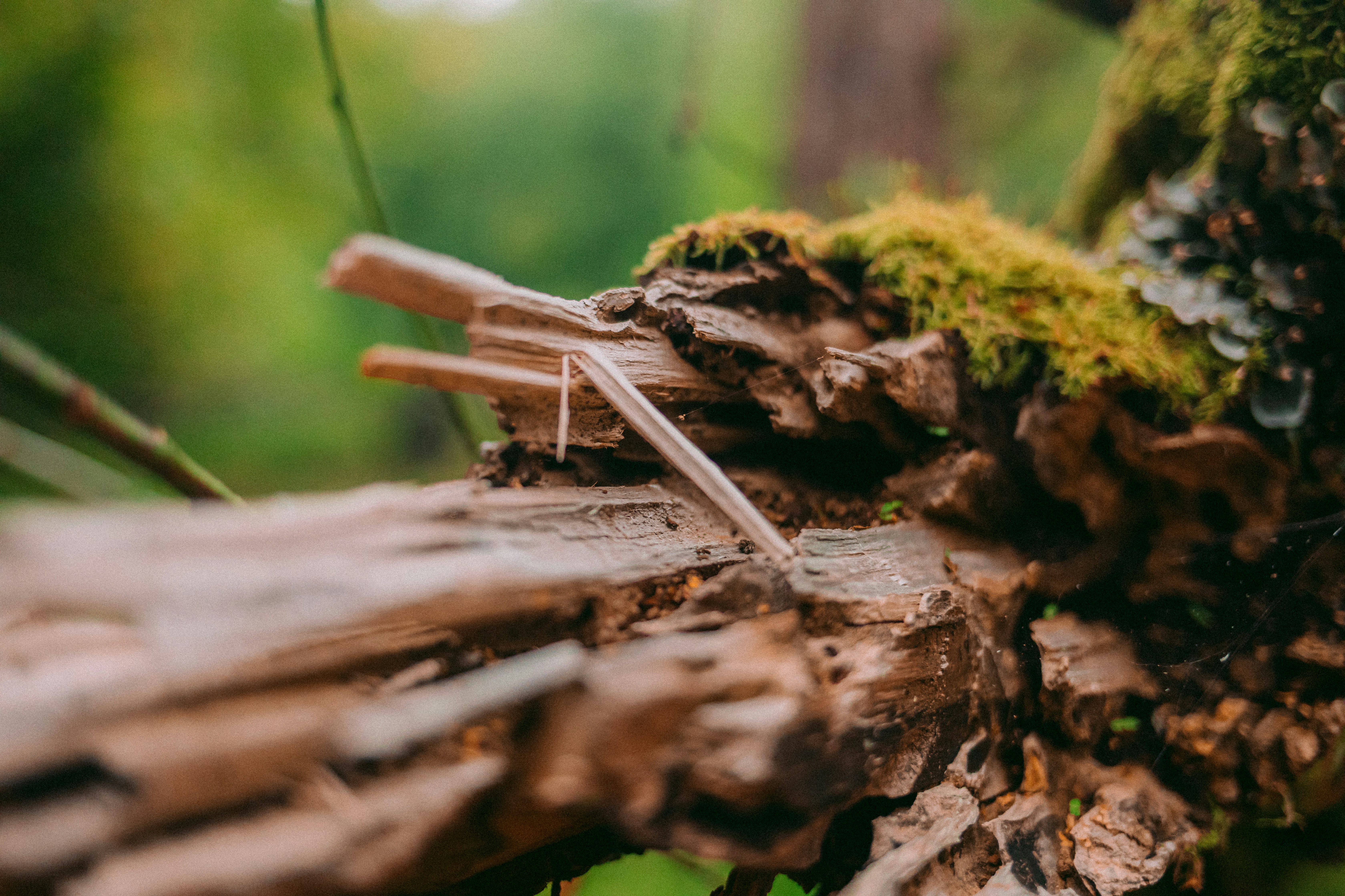 Photo by maureeneijpe