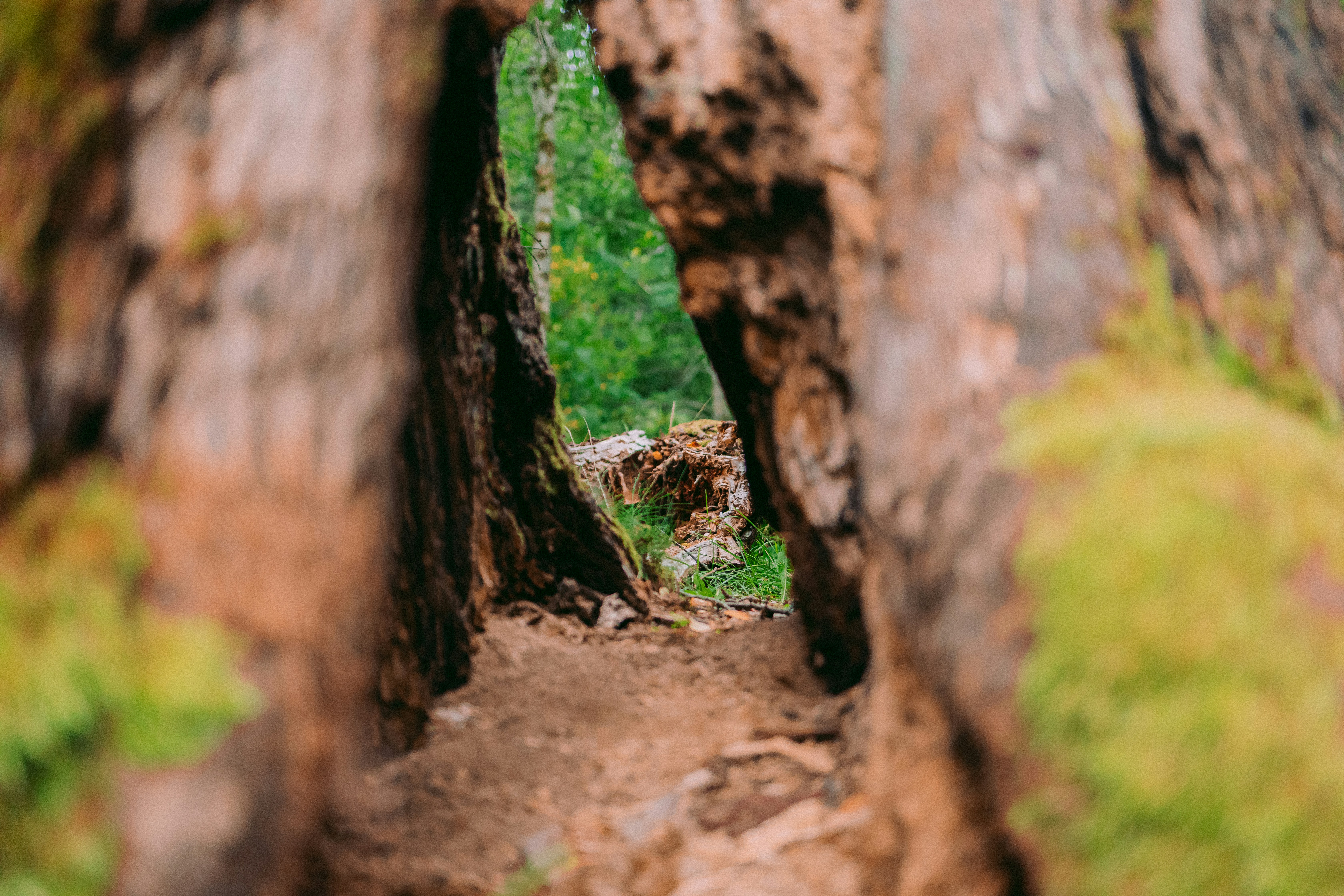 Path through forest