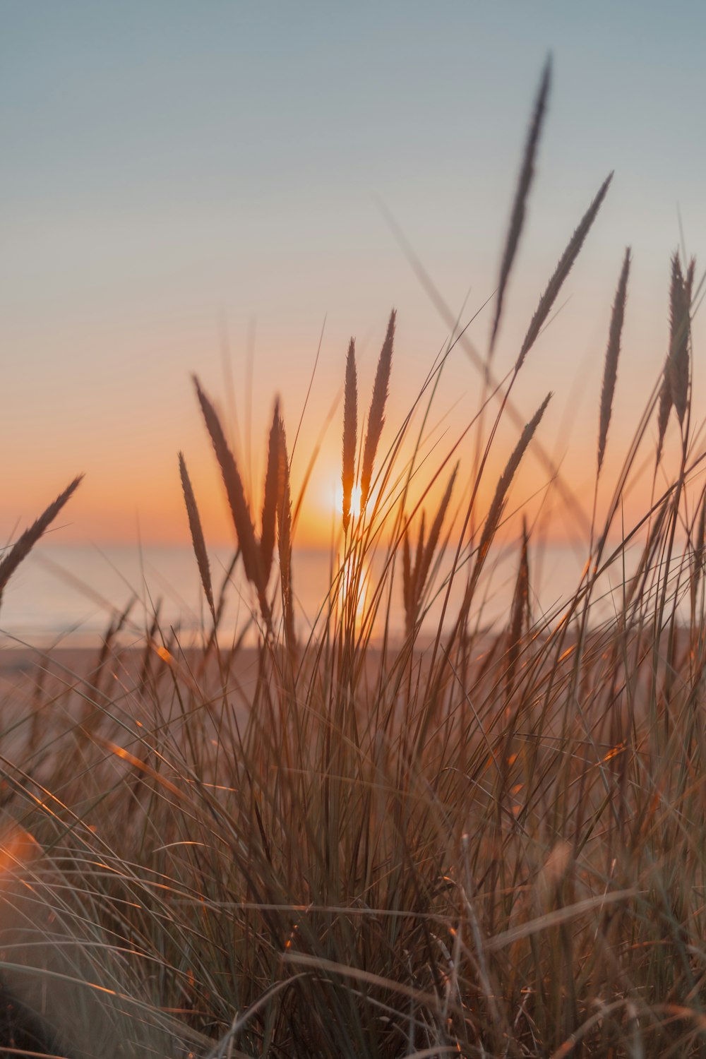 the sun is setting over a field of tall grass