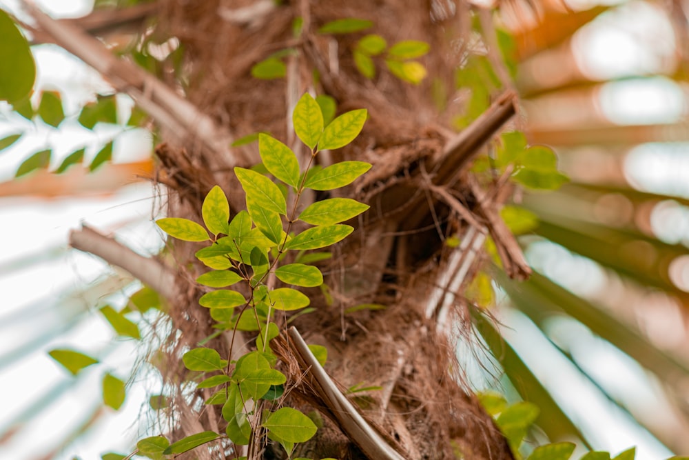 a close up of a tree with green leaves