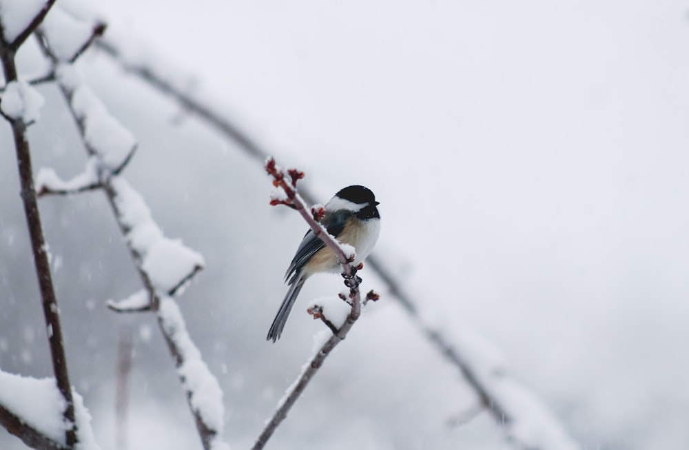 a bird sitting on a branch in the snow