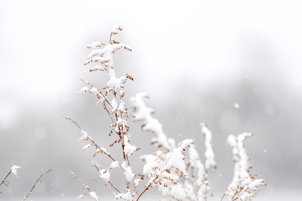 a plant covered in snow on a snowy day