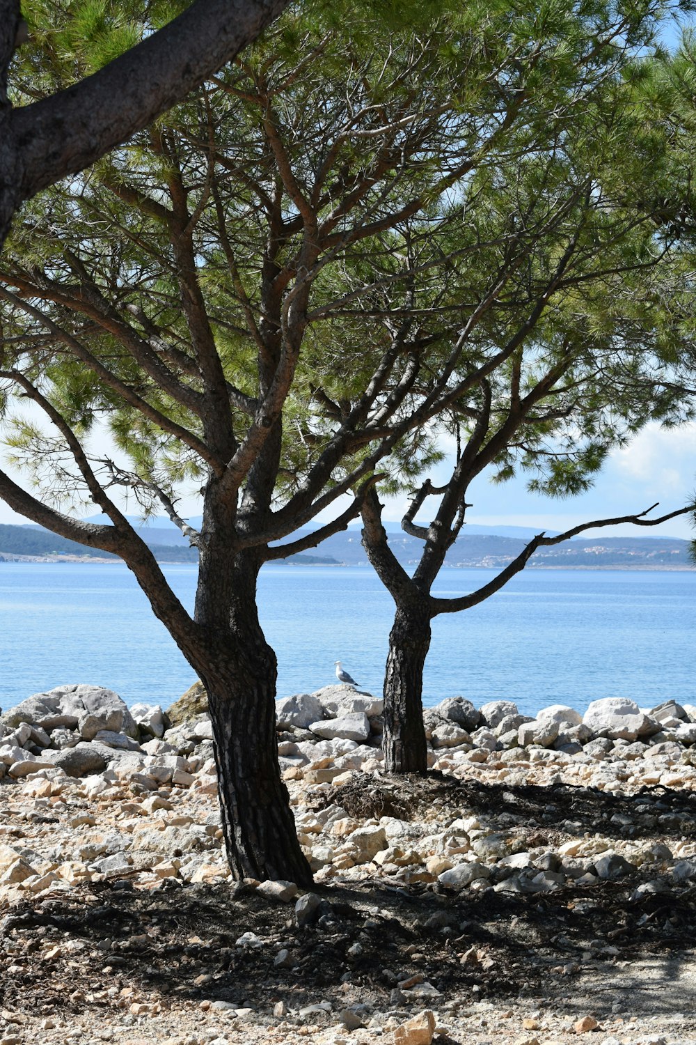 a couple of trees sitting next to a body of water