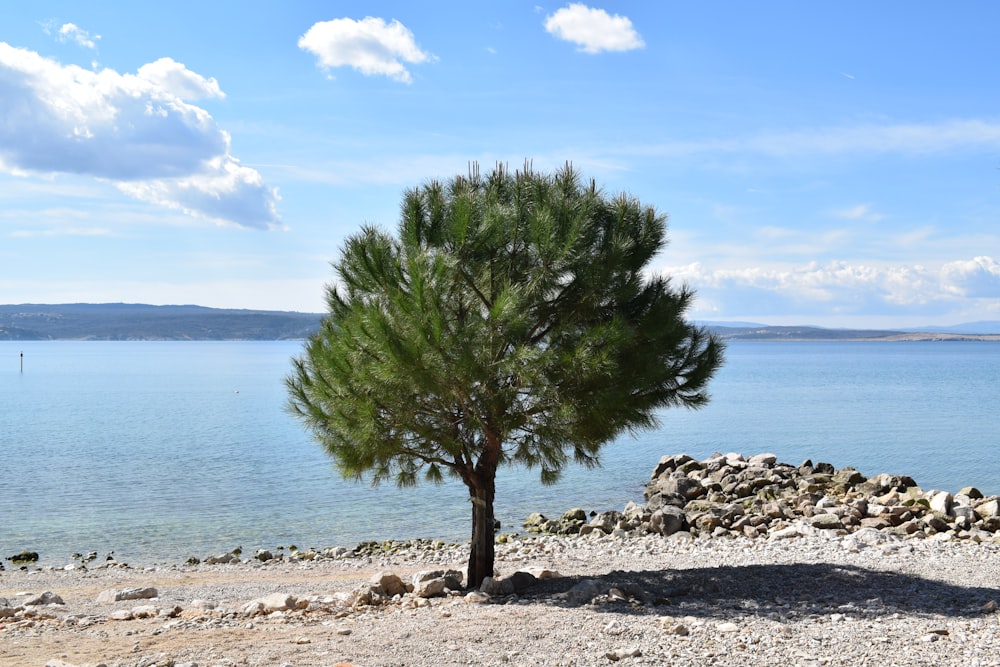 a lone pine tree on the shore of a lake