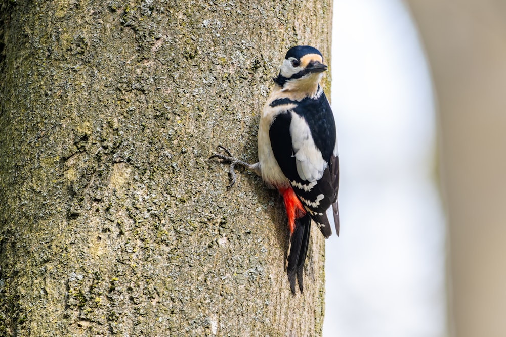 a woodpecker sitting on the side of a tree