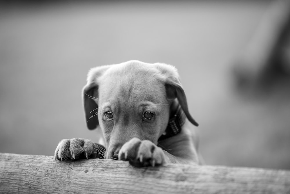 a small dog leaning on a wooden fence