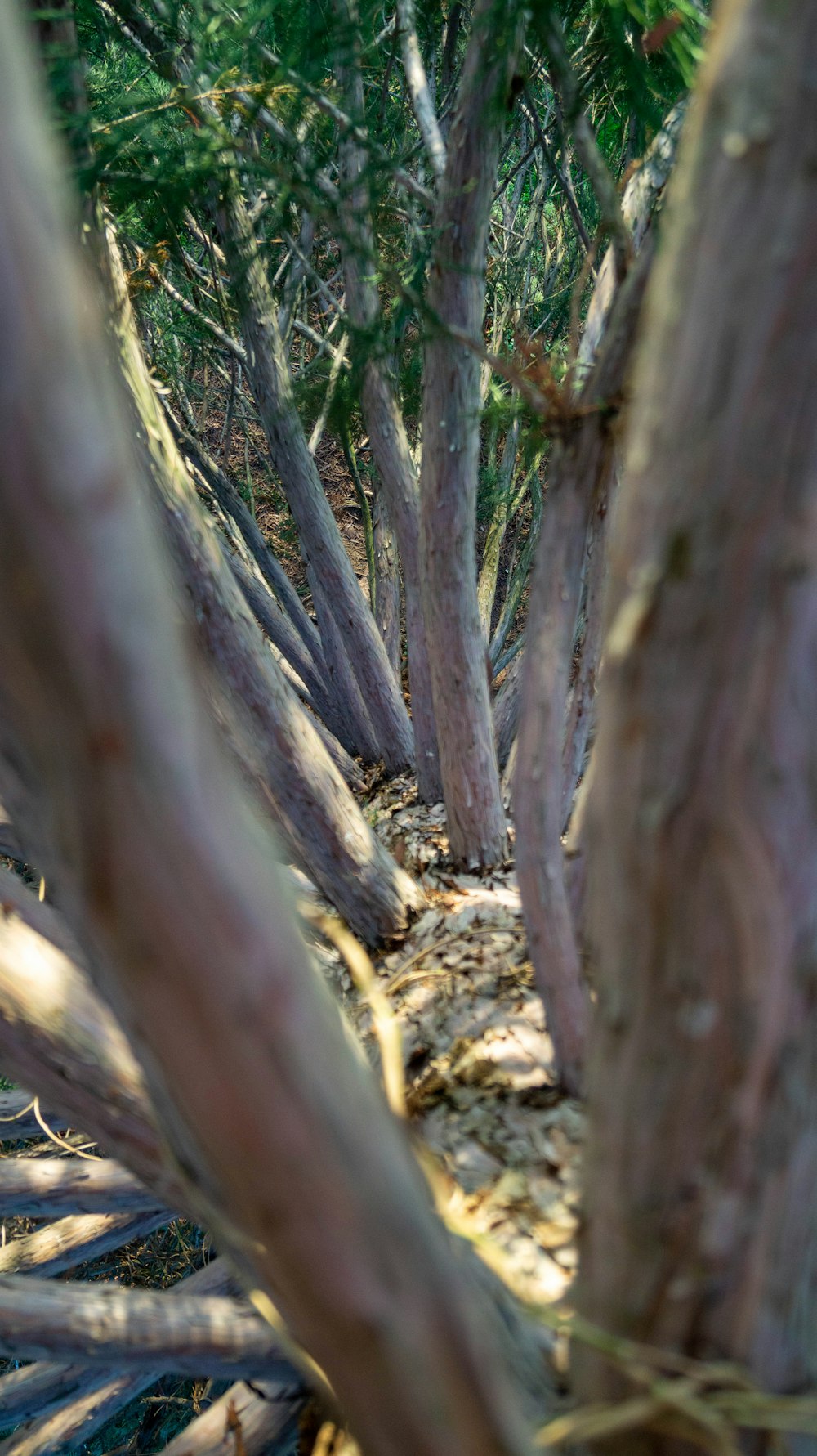 a bunch of trees that are standing in the dirt