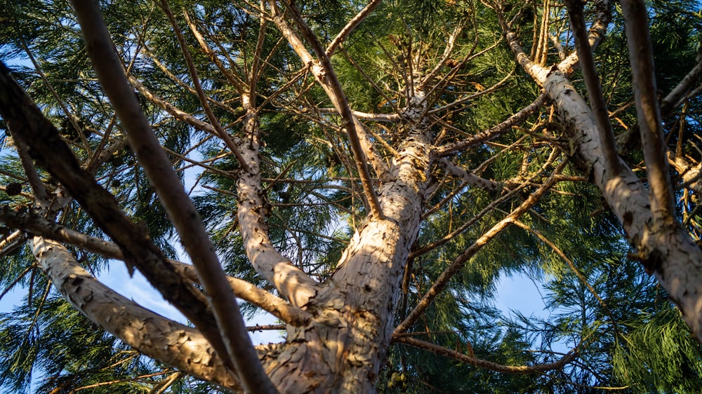 a view of the top of a tree from below