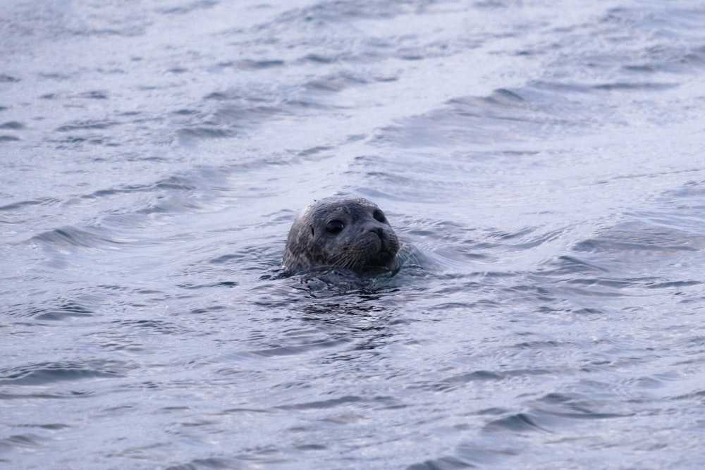a seal is swimming in the water
