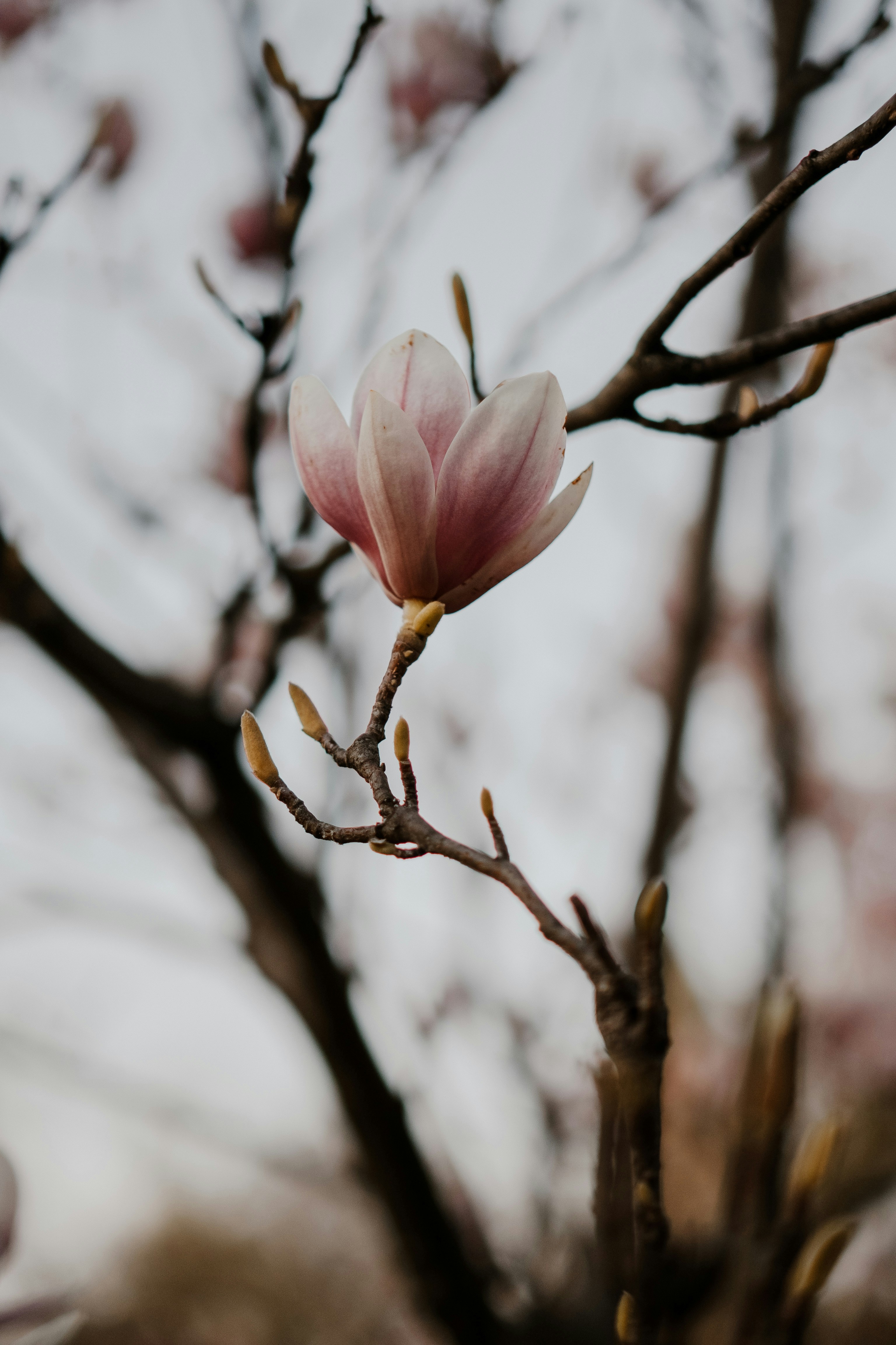 Photo by luisgherasim