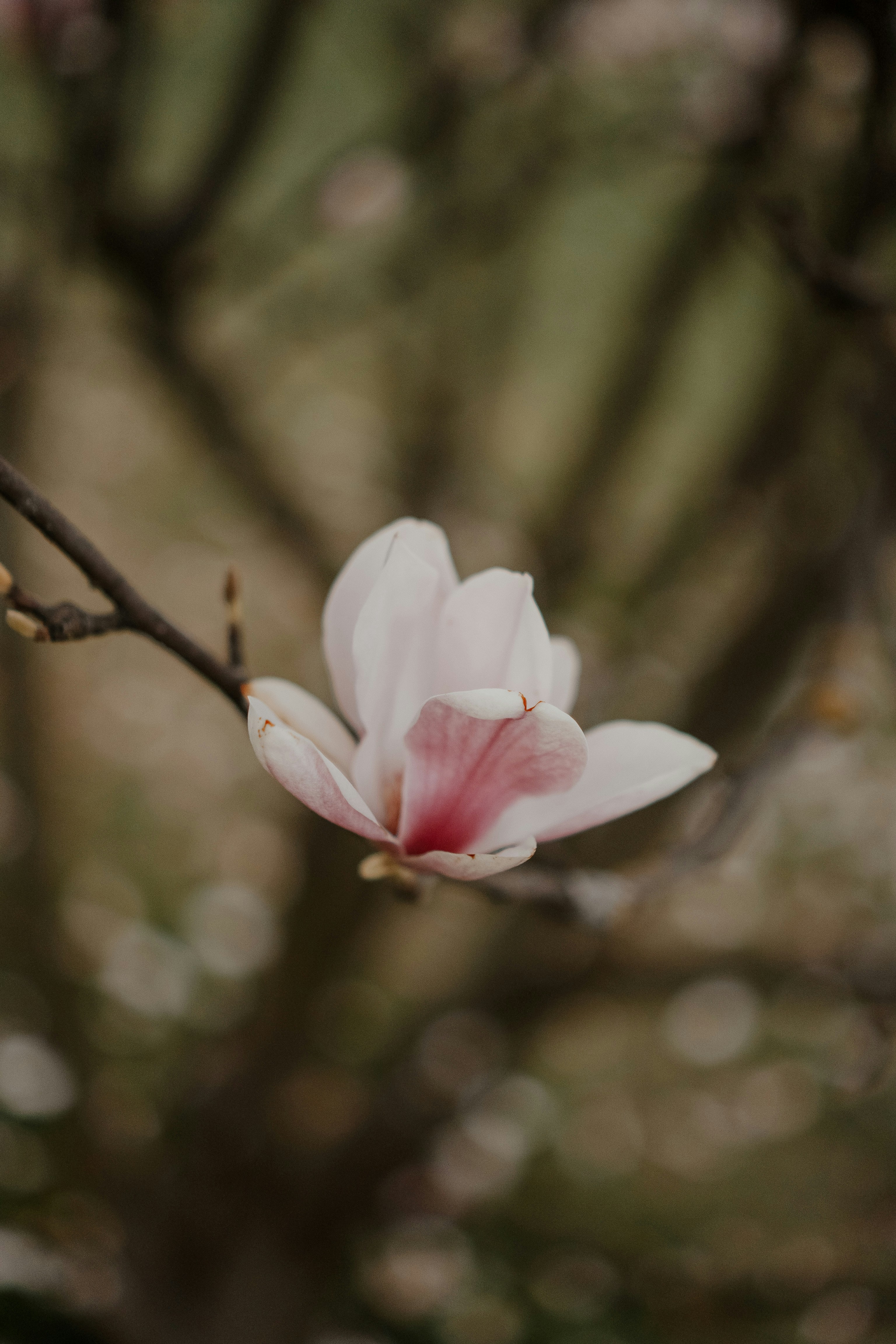 Photo by luisgherasim