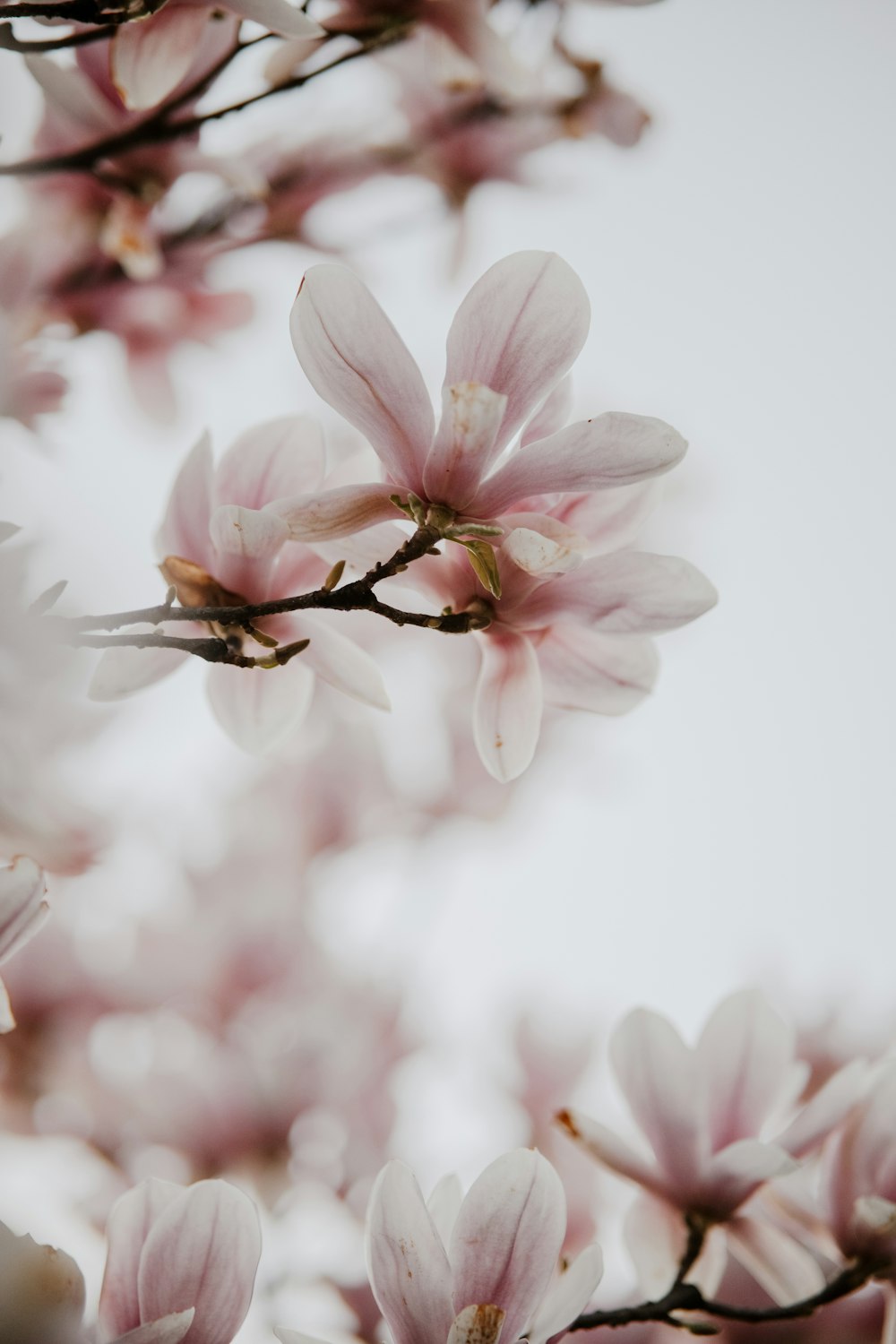 um close up de uma árvore com flores cor-de-rosa