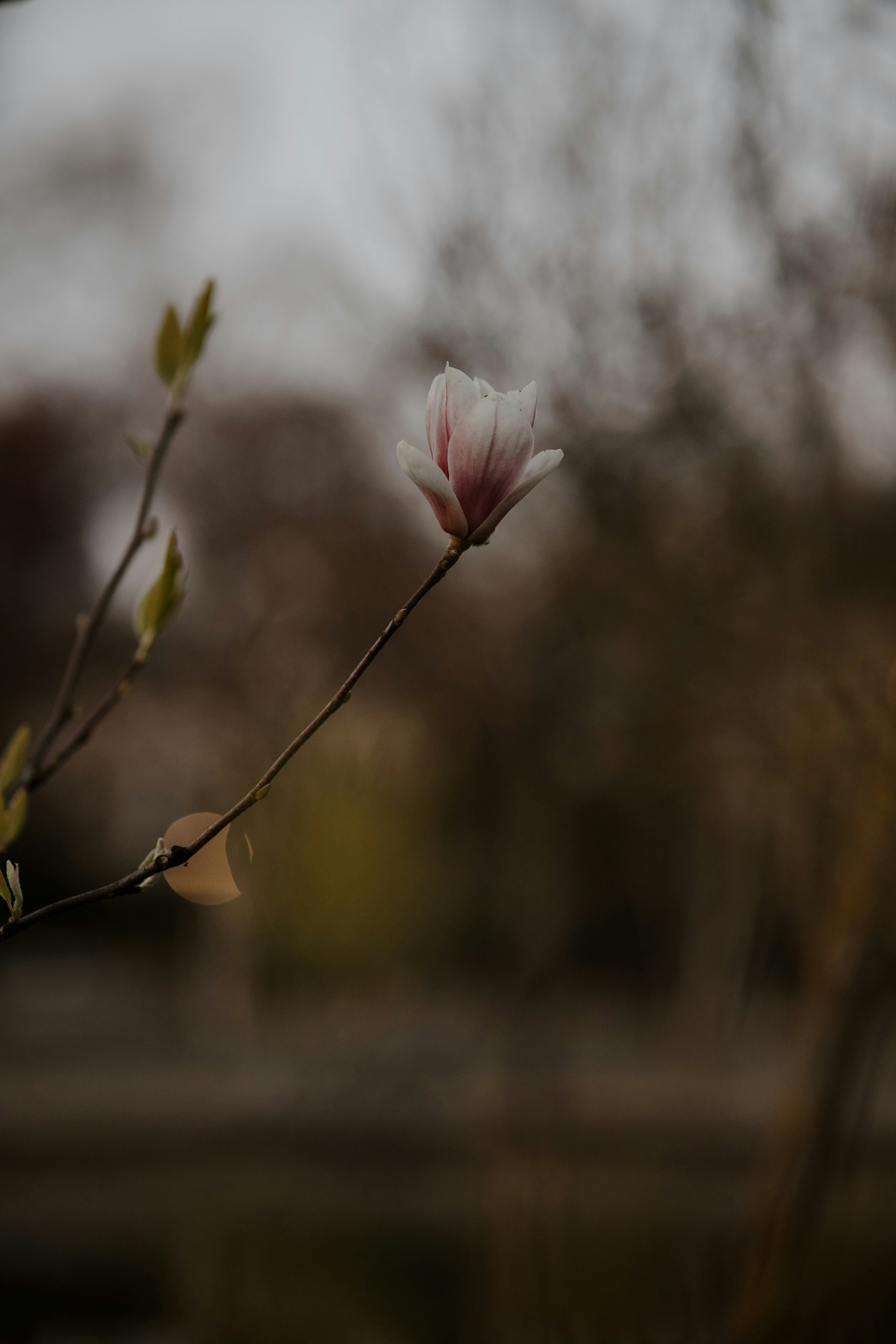 a branch with a flower in the middle of it