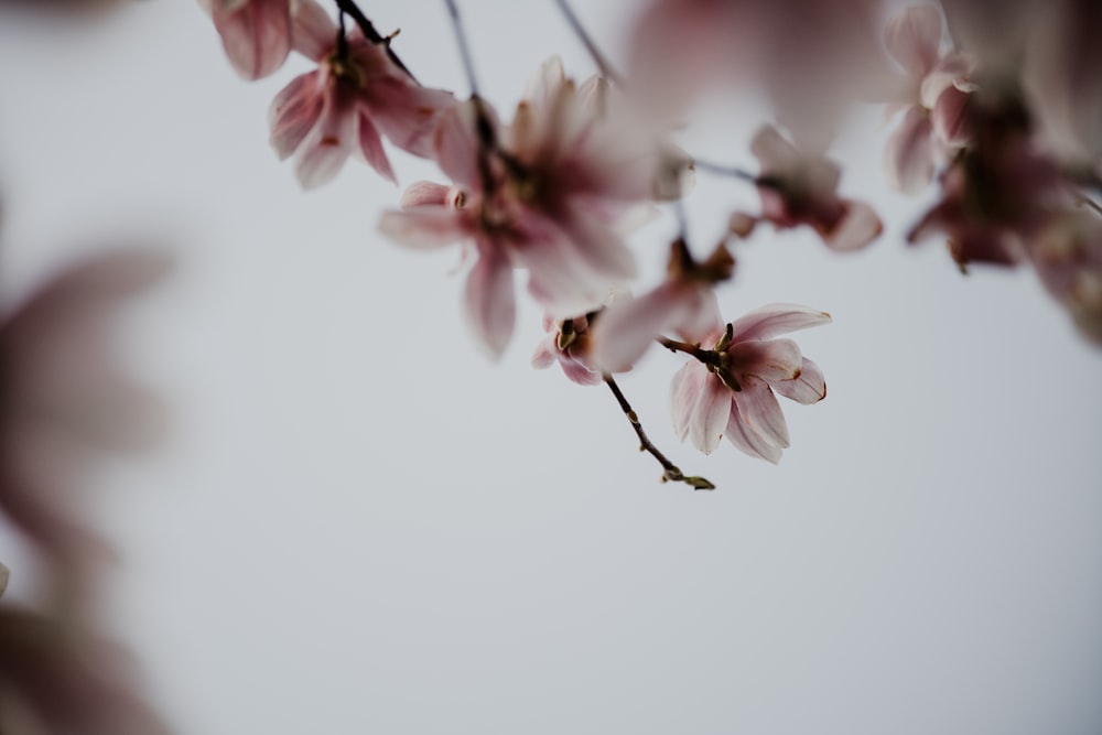 um galho de uma árvore com flores cor-de-rosa