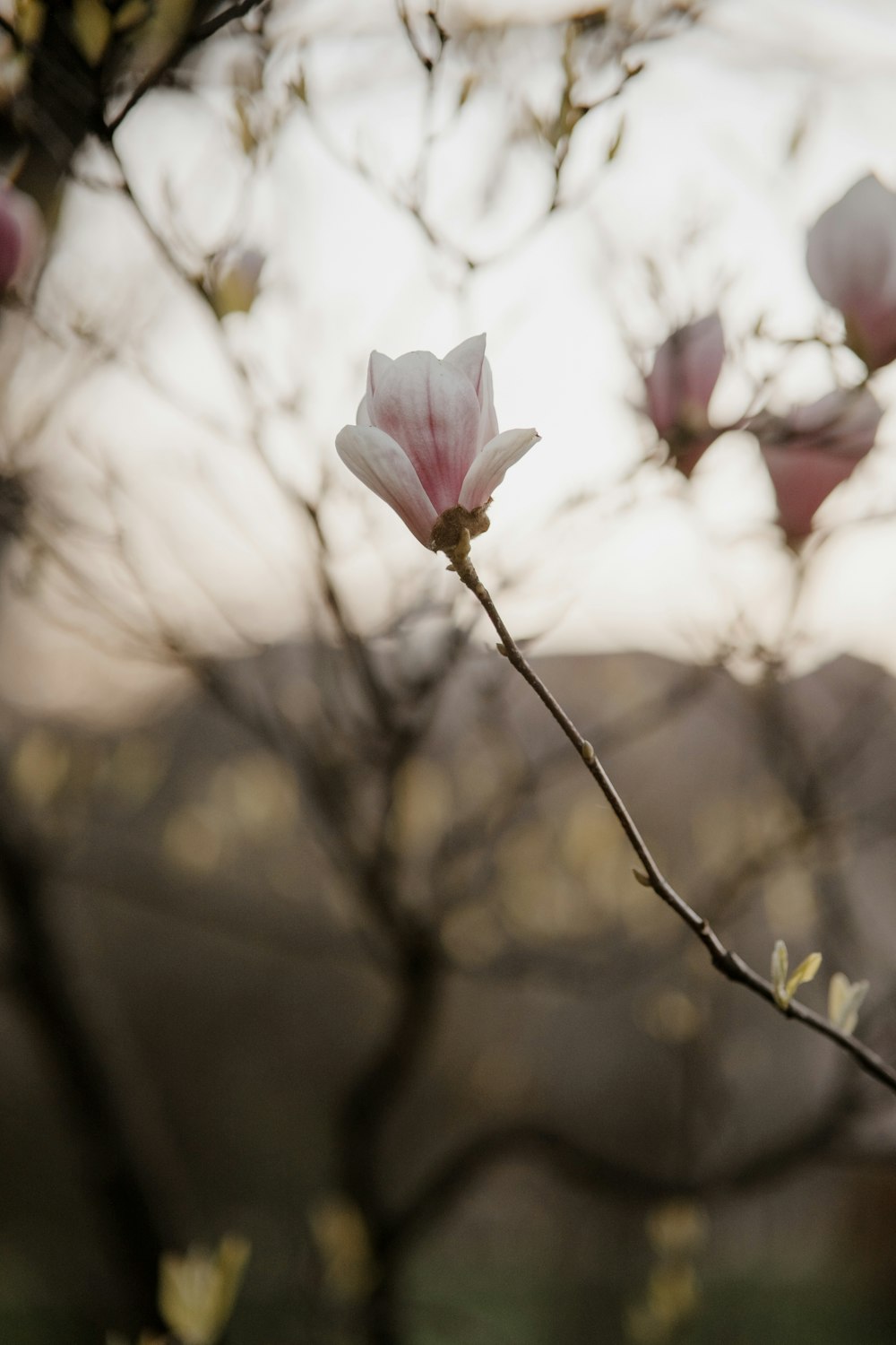 um galho de árvore com algumas flores cor-de-rosa