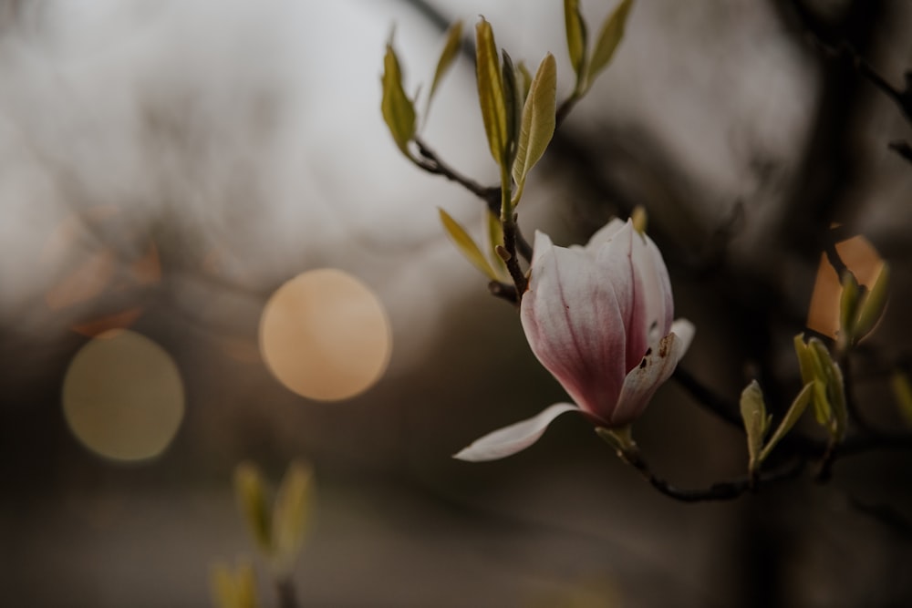 um close up de uma flor em um galho de árvore