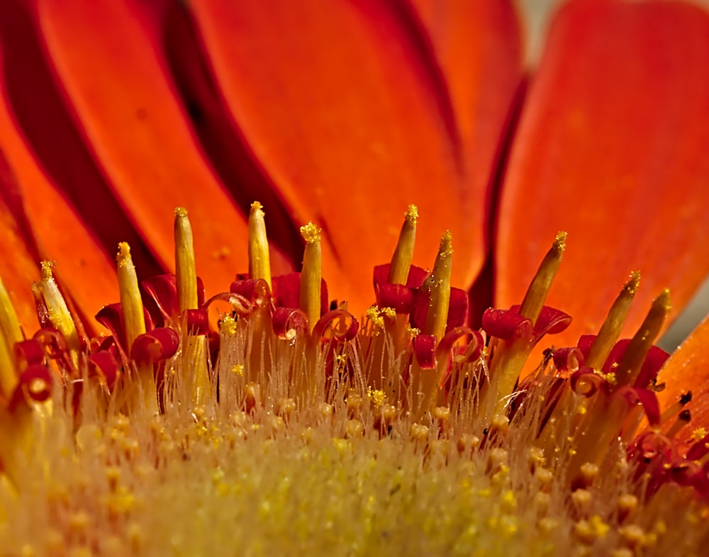 Nahaufnahme einer roten Blume mit gelben Staubgefäßen