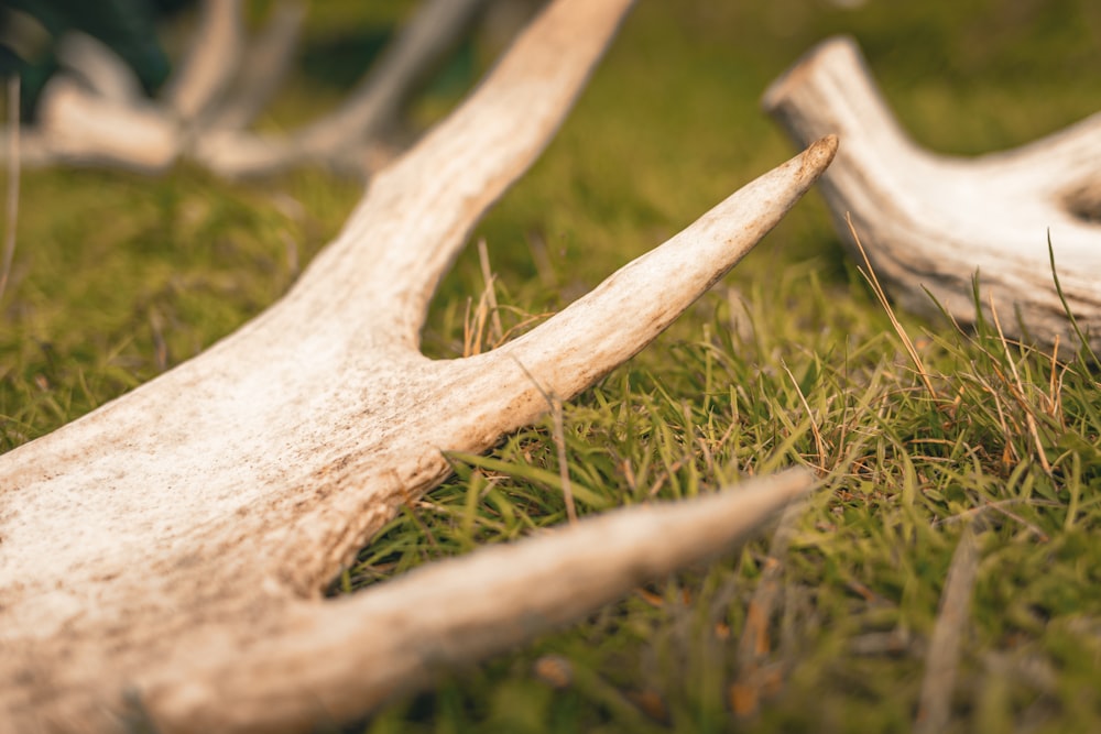 a close up of a bunch of antlers in the grass