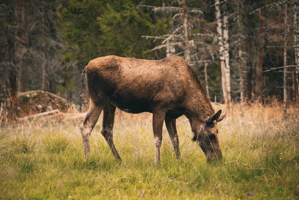 a moose eating grass in a field with trees in the background