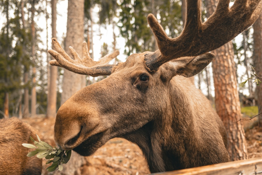 a moose eating leaves in a wooded area