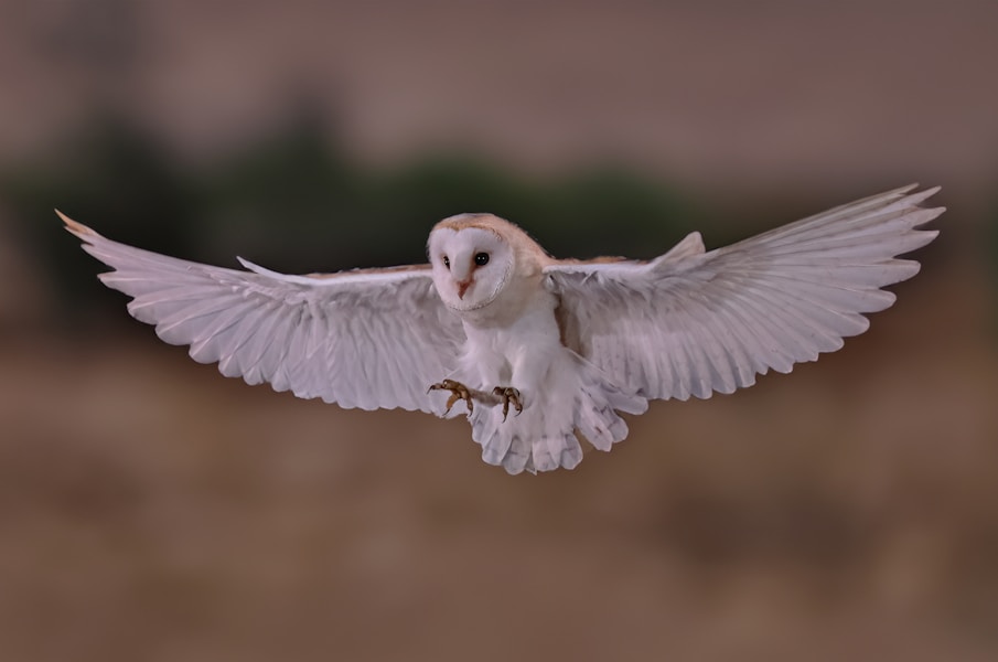 Owl in flight