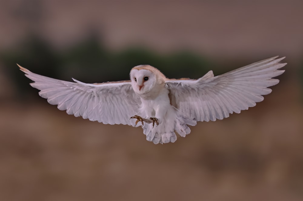 a white owl is flying in the air