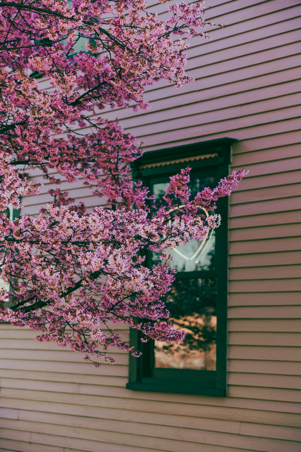 a tree with pink flowers in front of a house