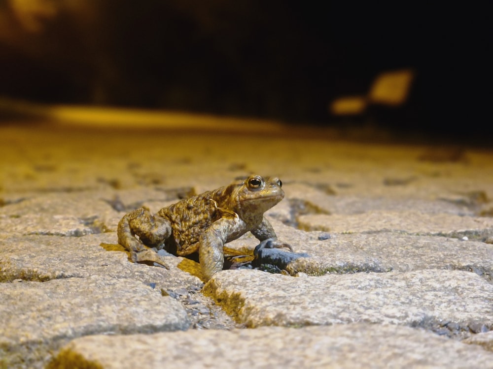 a frog sitting on the ground in the dark