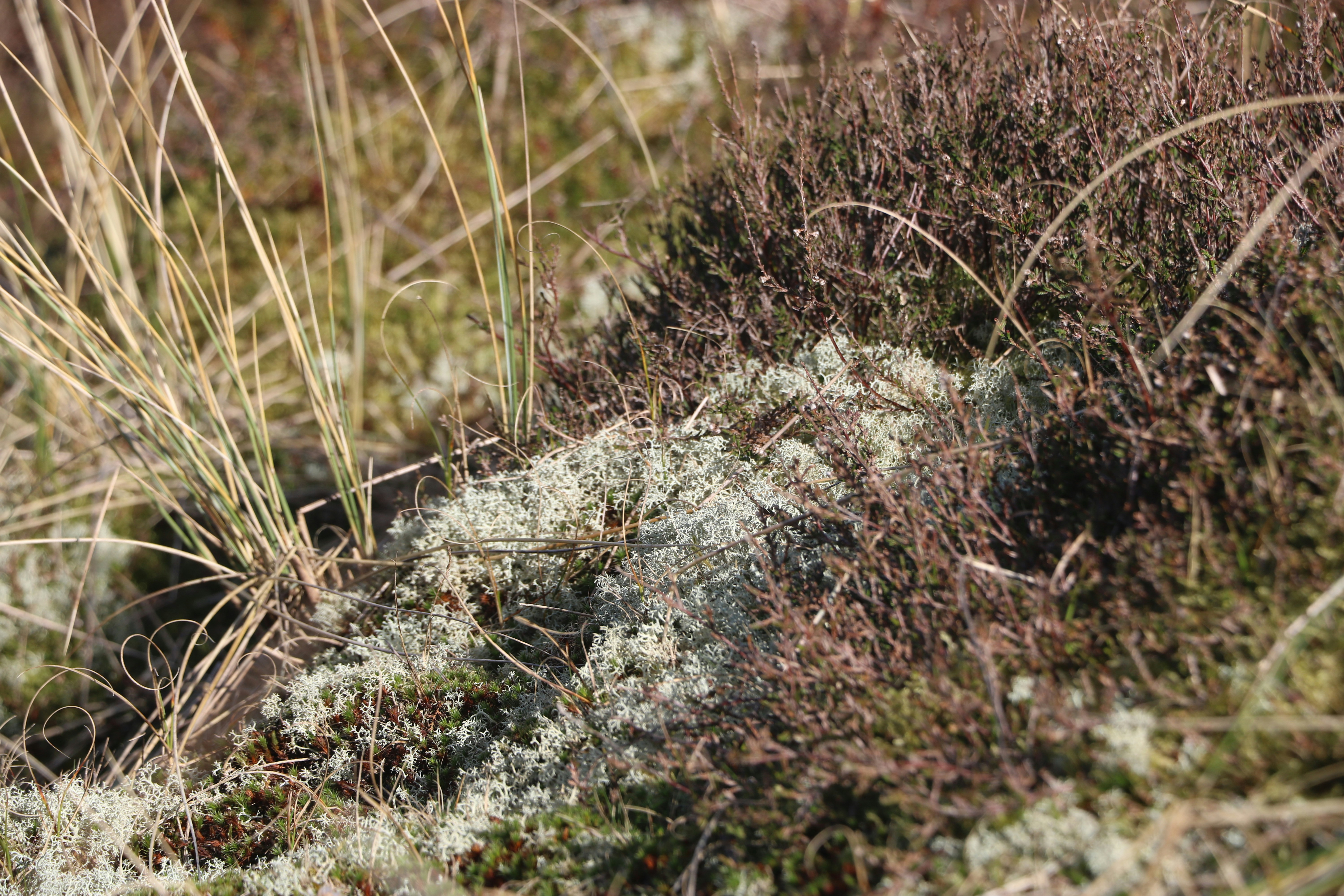 a close up of a patch of grass with lichen on it