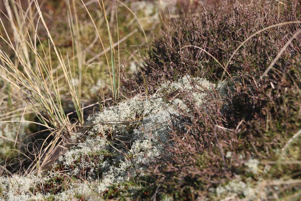 a close up of a patch of grass with lichen on it