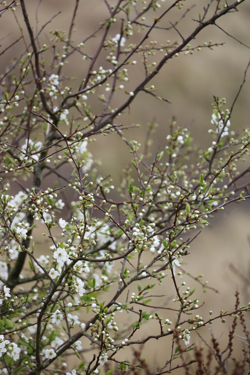 a small tree with white flowers in a field