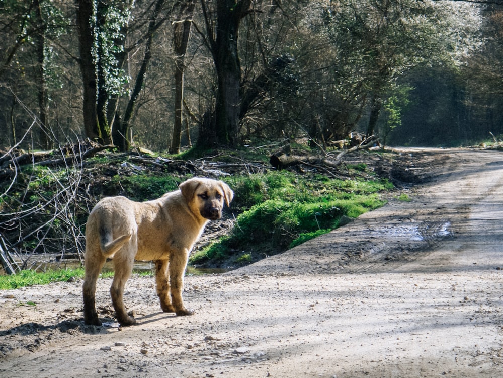 a dog standing in the middle of a dirt road